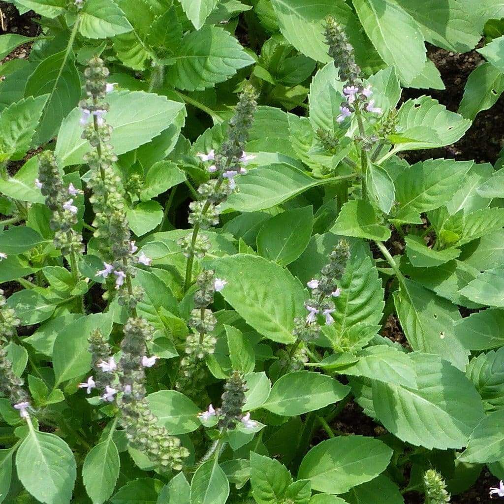 Holy Basil (Ocimum Sanctum) | 100+ seeds | Tulsi | Aromatic Perennial ...