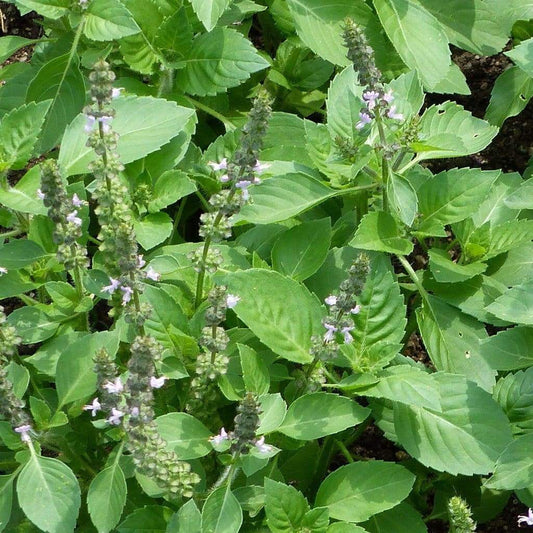 Holy Basil (Ocimum Sanctum) | 100+ seeds | Tulsi | Aromatic Perennial