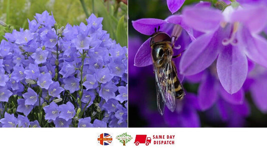 Campanula Persicifolia Blue | 300+ Seeds | Bees | Perennial | Same Day Dispatch