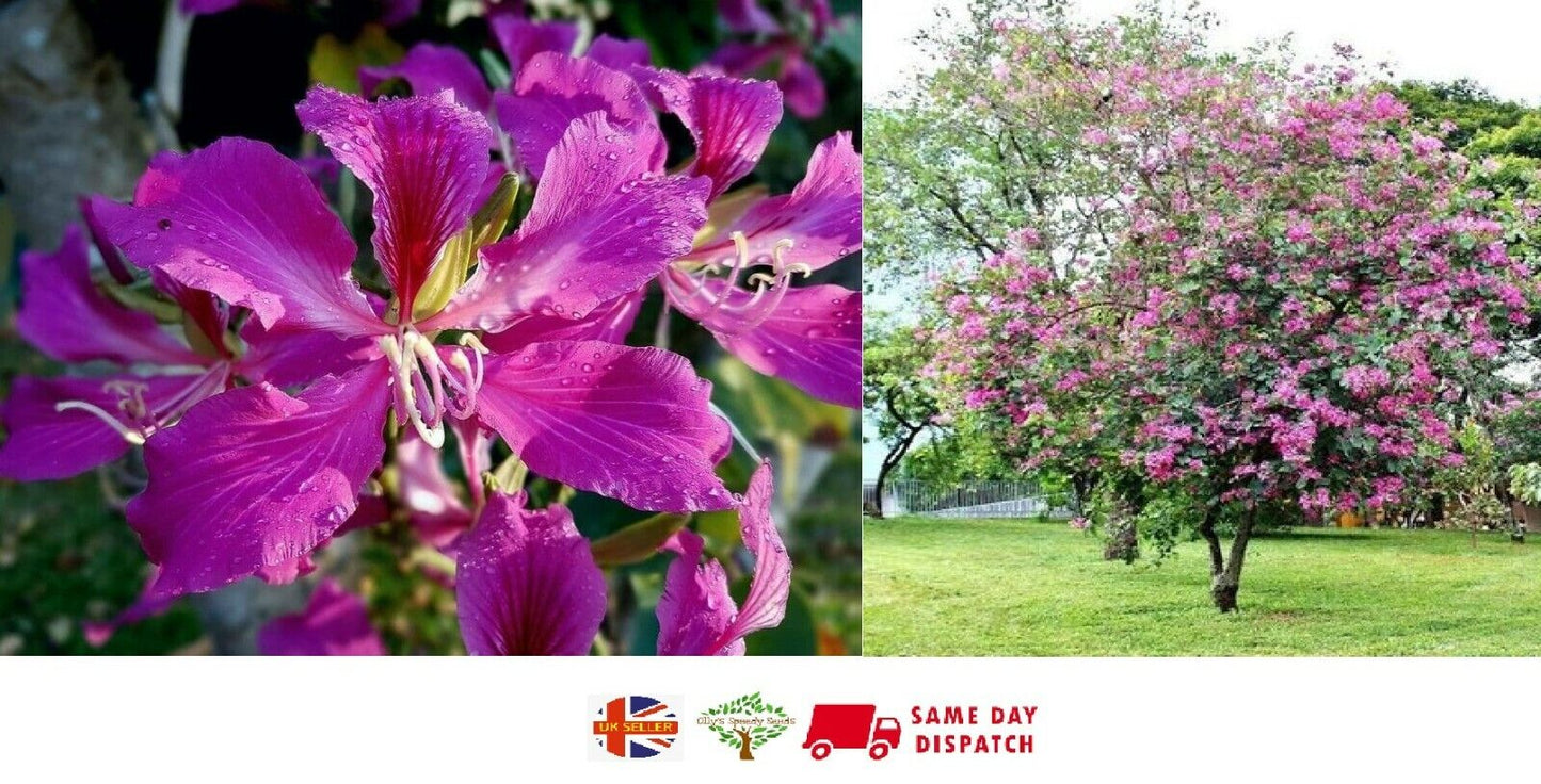 Purple Orchid Tree (Bauhinia Purpurea) | 20+ Seeds | Bonsai