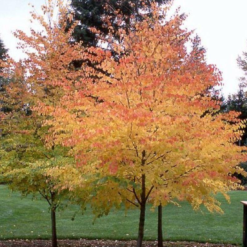 Katsura Tree (Cercidiphyllum Japonicum) 15 fresh seeds Bonsai. Same Day Dispatch