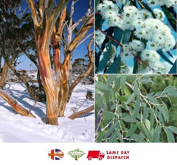 Snow Gum (Eucalyptus Pauciflora) | 50+ Seeds | UK Hardy