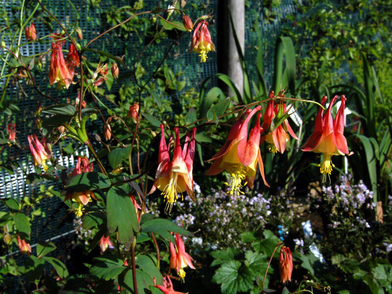 Aquilegia Skinnerii "Tequila Sunrise" | 15+ seeds