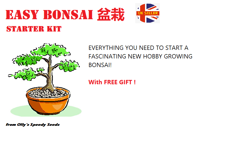 Grow Your Own Bonsai Starter Kit. Lebanon Cedar. Indoor. Gift. Same Day Dispatch