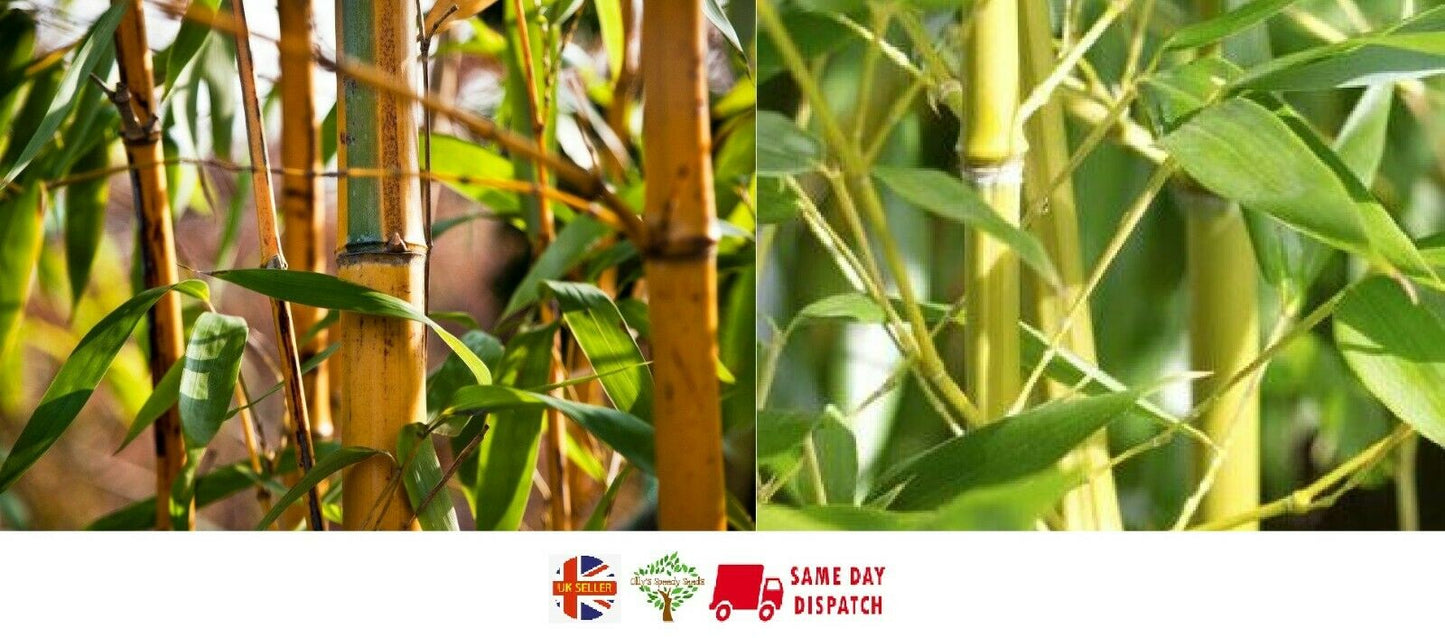 Golden Bamboo (Bambusa Arundinacea) | 20+ seeds | Fast Growing