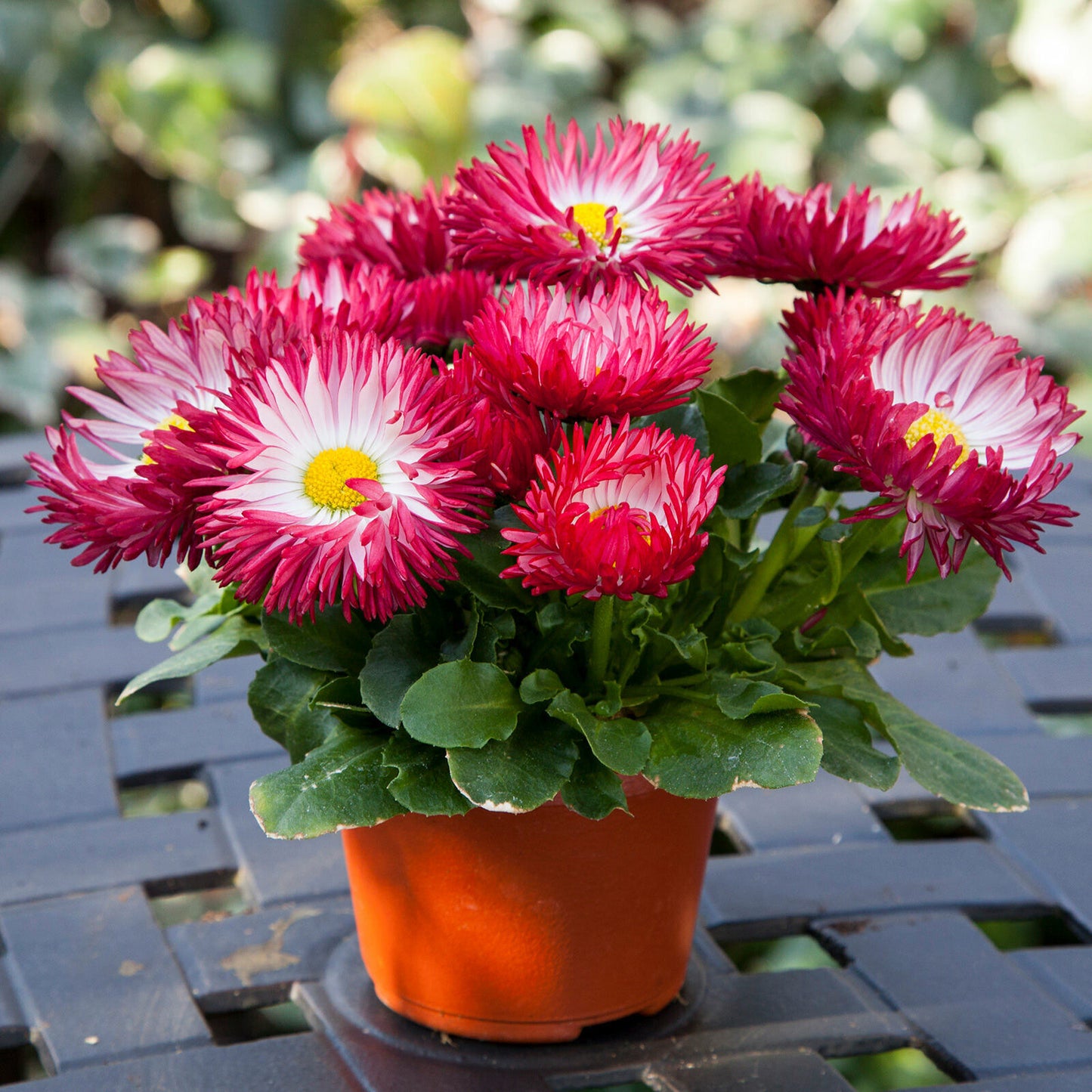 Bellis "Bam Bam" - Red colour flowers | 8 fresh Seeds | Same Day Dispatch