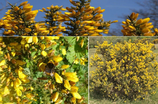 Gorse (Ulex Europaeus) | 50+ seeds | Winter Flowering | Furze