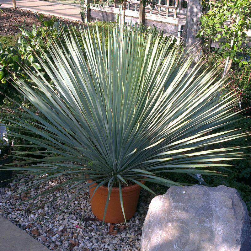 Blue Yucca | Yucca Rigida | 20+ seeds | Stunning & Hardy