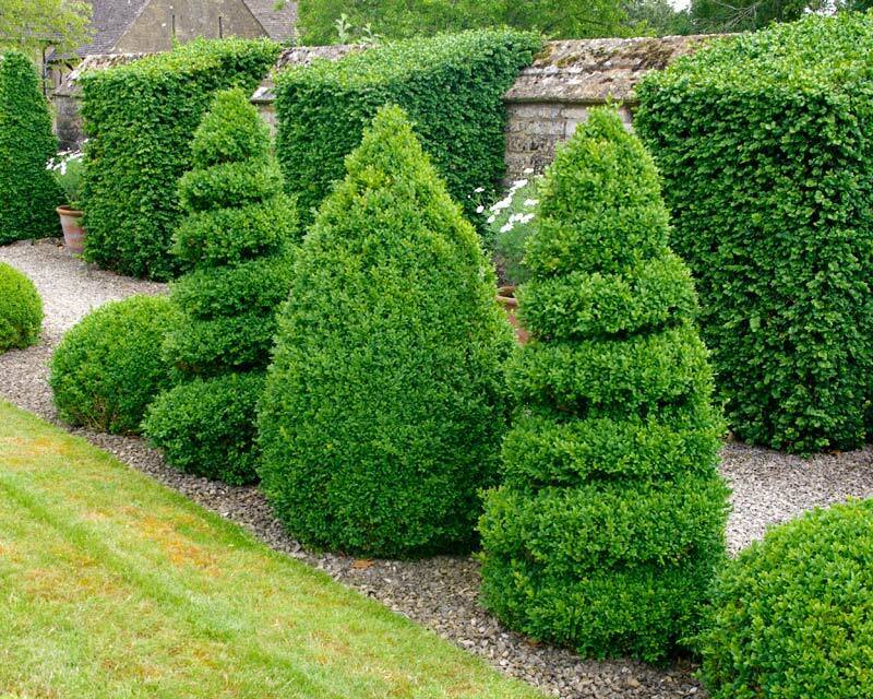 Box (Buxus Sempervirens) | 30+ seeds | Hedging | Topiary