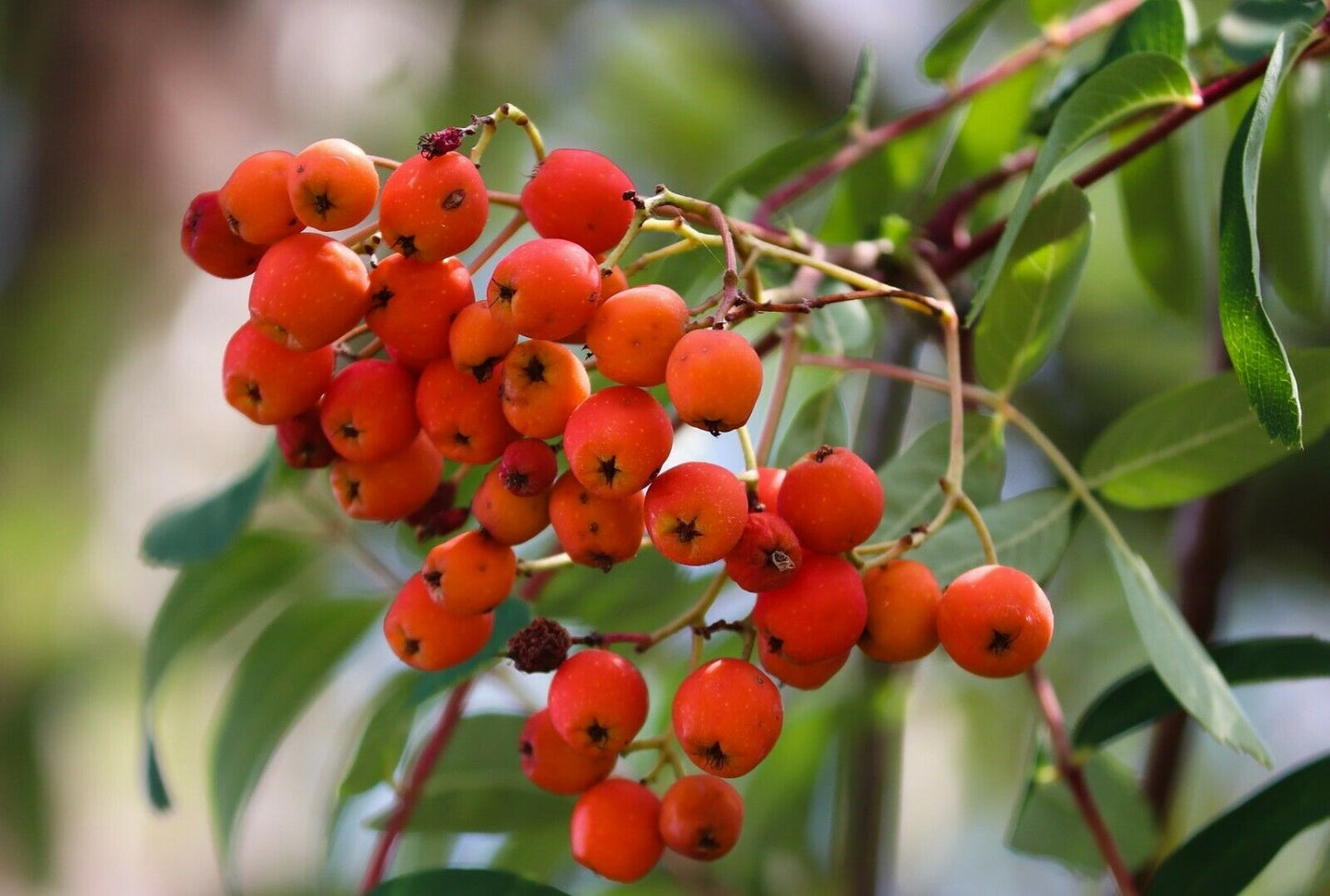 Rowan / Mountain Ash (Sorbus Aucuparia) | 50+ seeds | Hardy