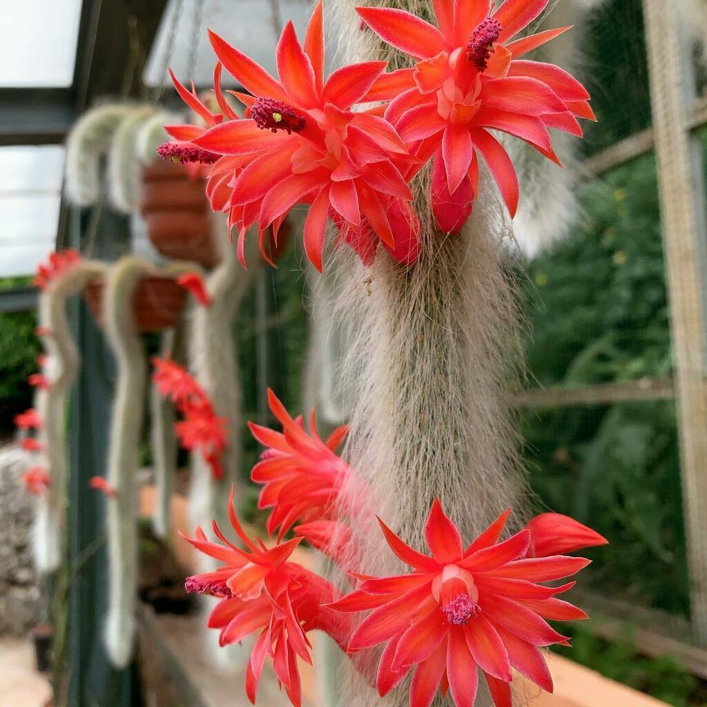 Monkey Tail Cactus (Cleistocactus Colademononis) 20+ seeds speedyseeds