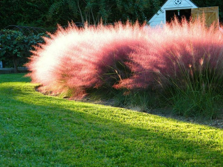 Muhly Grass Pink Cloud (Muhlenbergia Capillaris) 20+ seeds