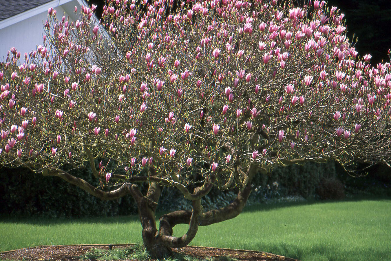 Scented Magnolia Liliiflora | 10 seeds