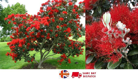 New Zealand Christmas Tree (Metrosideros Excelsa) | 100+ seeds