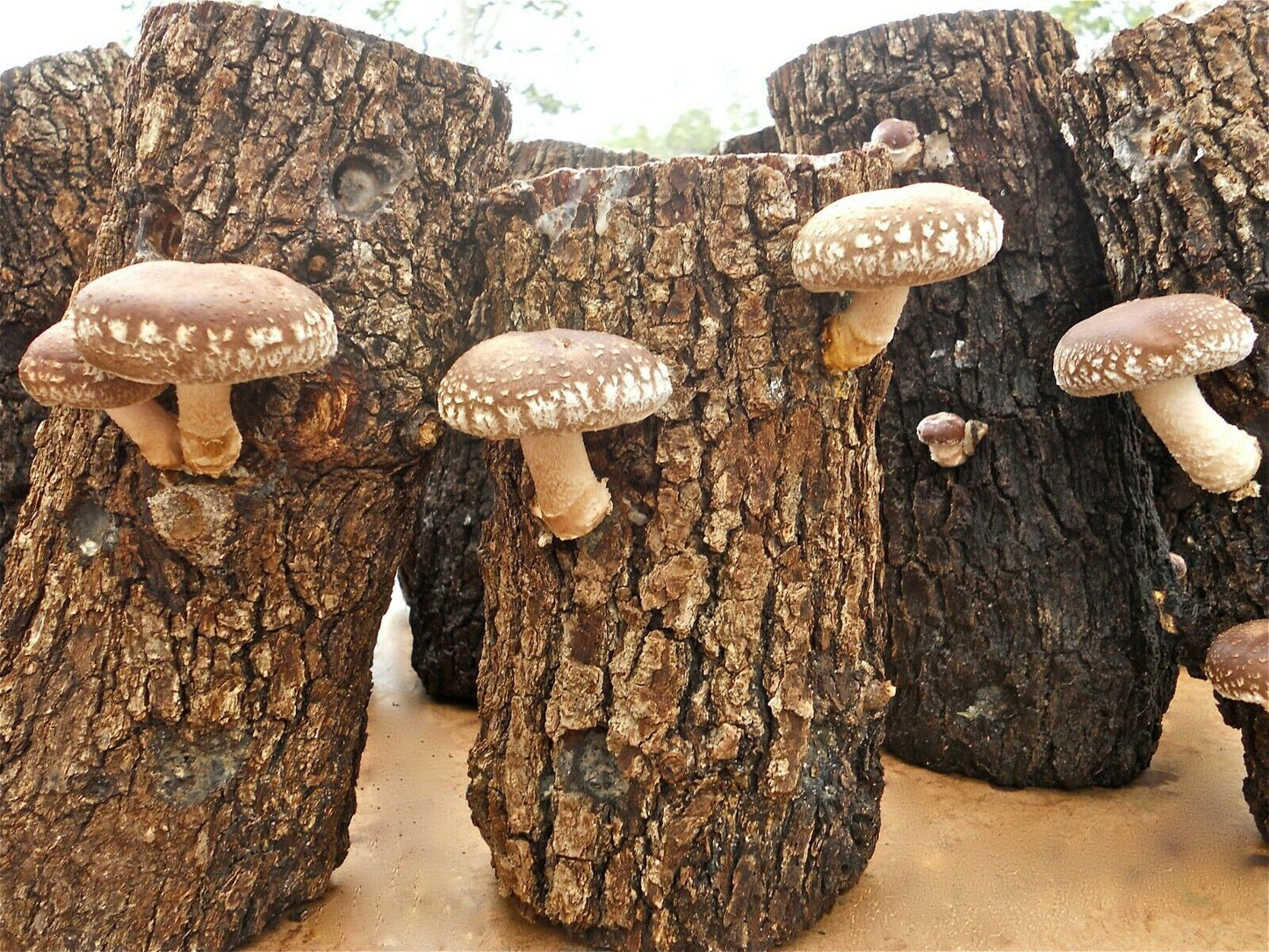 Shiitake Mushroom spawn | 30 dowels | FREE WAX