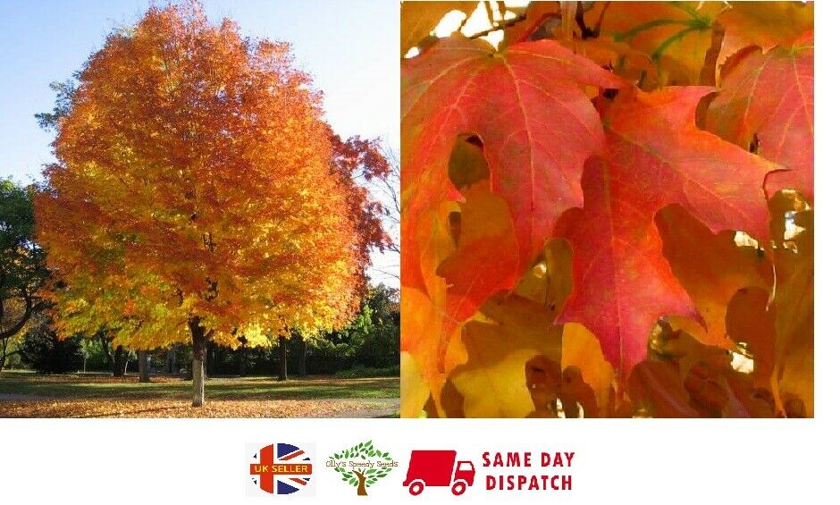 Sugar Maple (Acer Saccharum) | 20 seeds | Bonsai | UK Hardy | Same Day Dispatch