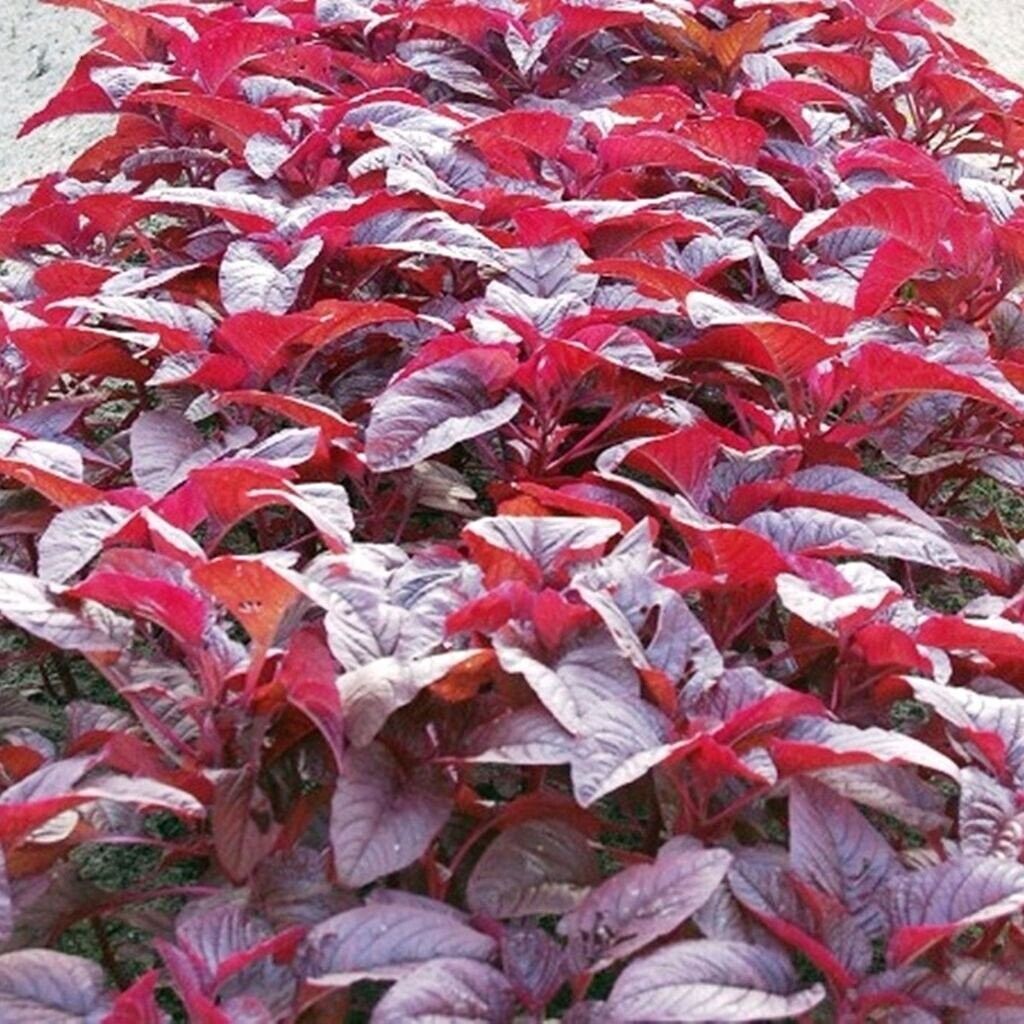 Red Amaranth | 200+ seeds | Own Organically Grown Stock | Same Day Dispatch