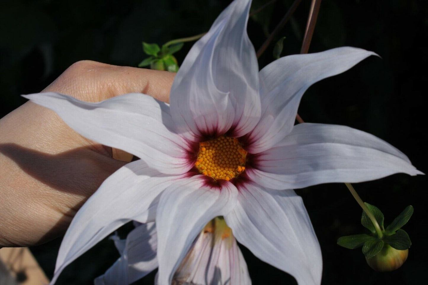 Weeping Tree Dahlia | Dahlia Campanulata | 15+ seeds | UK Hardy