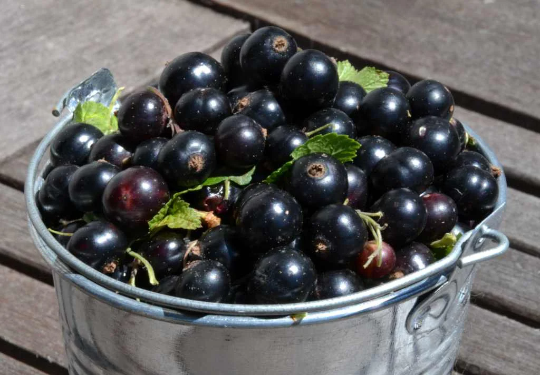 Blackcurrant Plant "Ben Hope" in 9cm pot | Organically Grown | Heavy Cropper