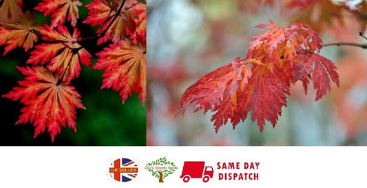 Fern Leaf Maple (Acer Japonicum Aconitifolium | 20 seeds | Same Day Dispatch