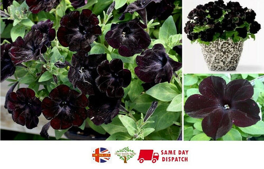 Petunia "Black Velvet" | 20+ seeds | Upright | Stunning