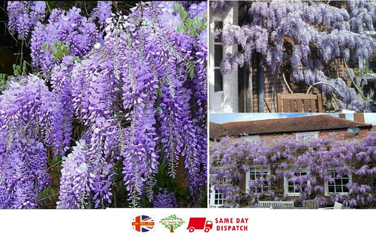 Chinese Wisteria (Wisteria Sinensis) | 5 seeds