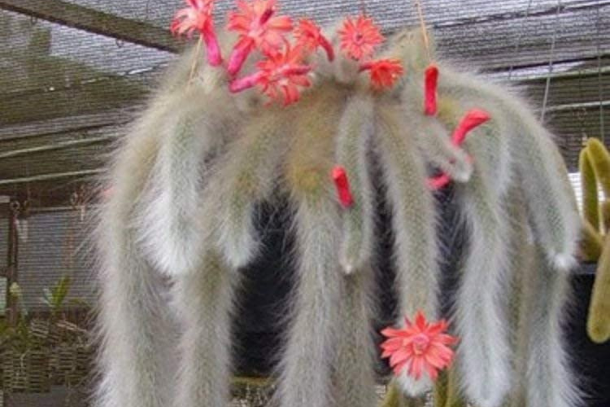 Monkey Tail Cactus (Cleistocactus Colademononis) | 20+ seeds