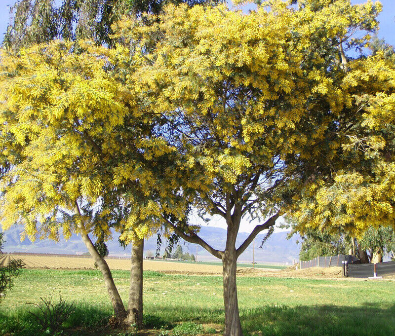 Queensland Silver Wattle (Acacia Podalyriifolia) | 20+ Seeds | Same Day Dispatch