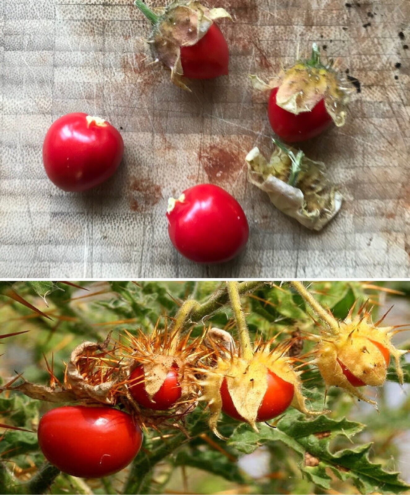 Litchi Tomato - Organic Heirloom | 20+ seeds | Own crop