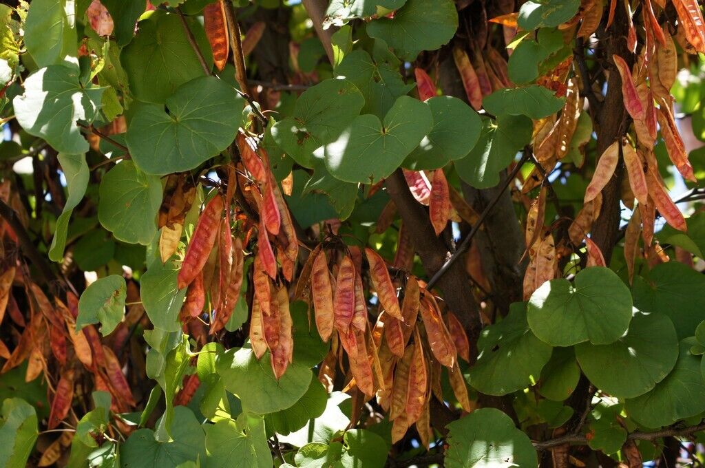 Judas Tree (Cercis Siliquastrum) 25+ seeds | UK Hardy