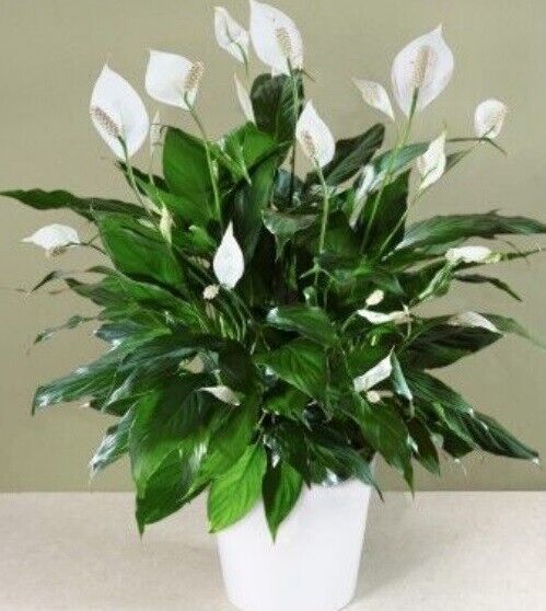 Calla Lily "Lily of the Nile" | Peace Lily | 20+ seeds