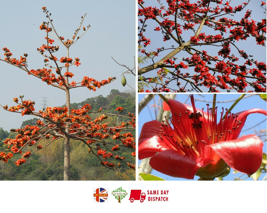 Simul Tree Red Cotton Tree (Bombax Ceiba) | 10 Seeds | 木棉 | Same Day Dispatch ...