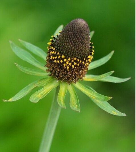 Rudbeckia Occidentalis Green Wizard | 20+ seeds | Perennial