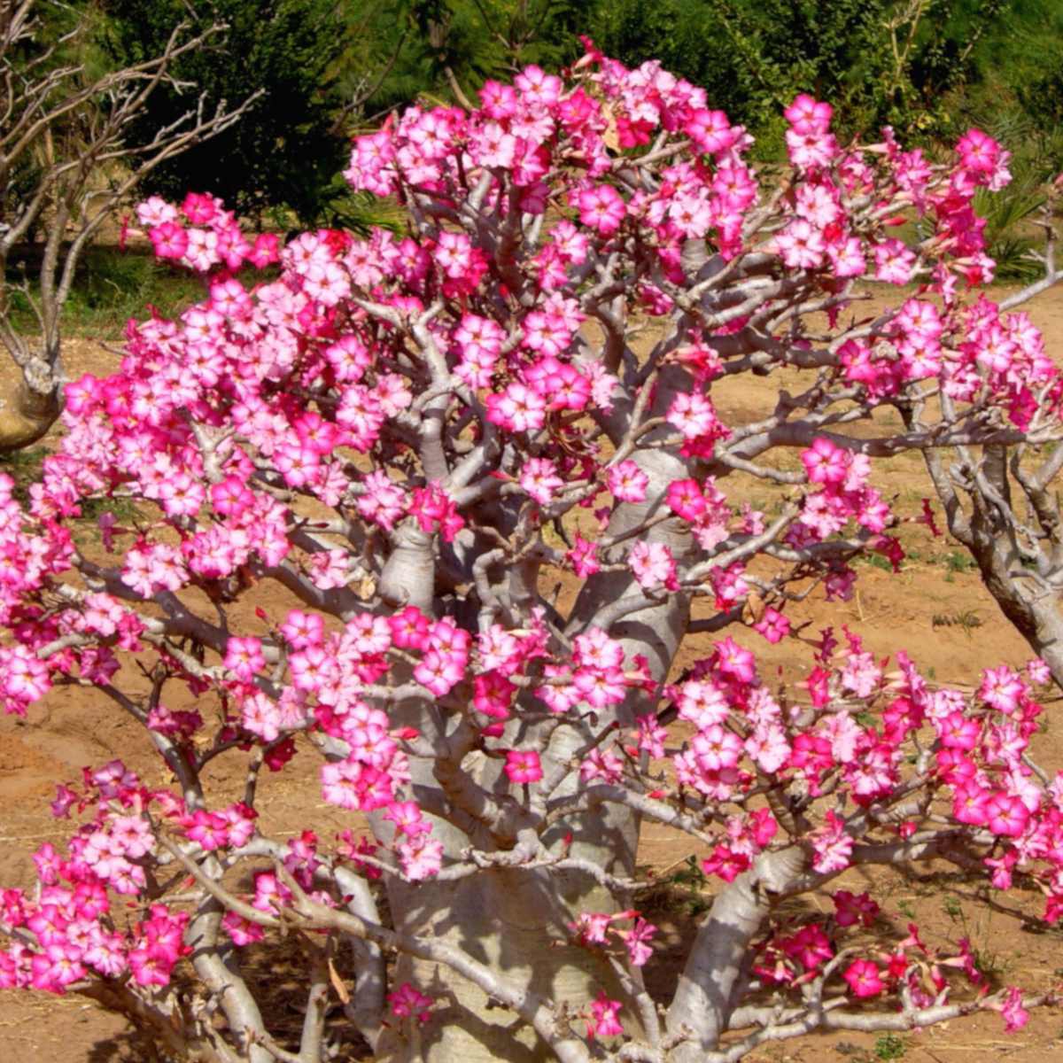 Desert Rose (Adenium Obesum) | 5+ seeds | House Plant | Bonsai