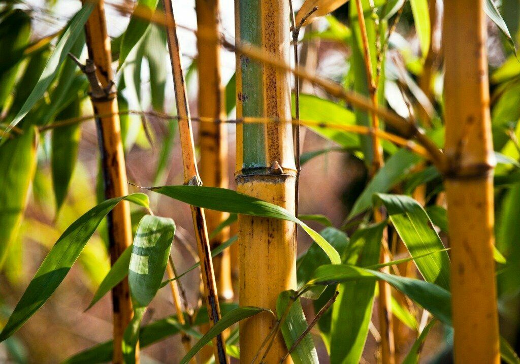 Golden Bamboo (Bambusa Arundinacea) | 20+ seeds | Fast Growing