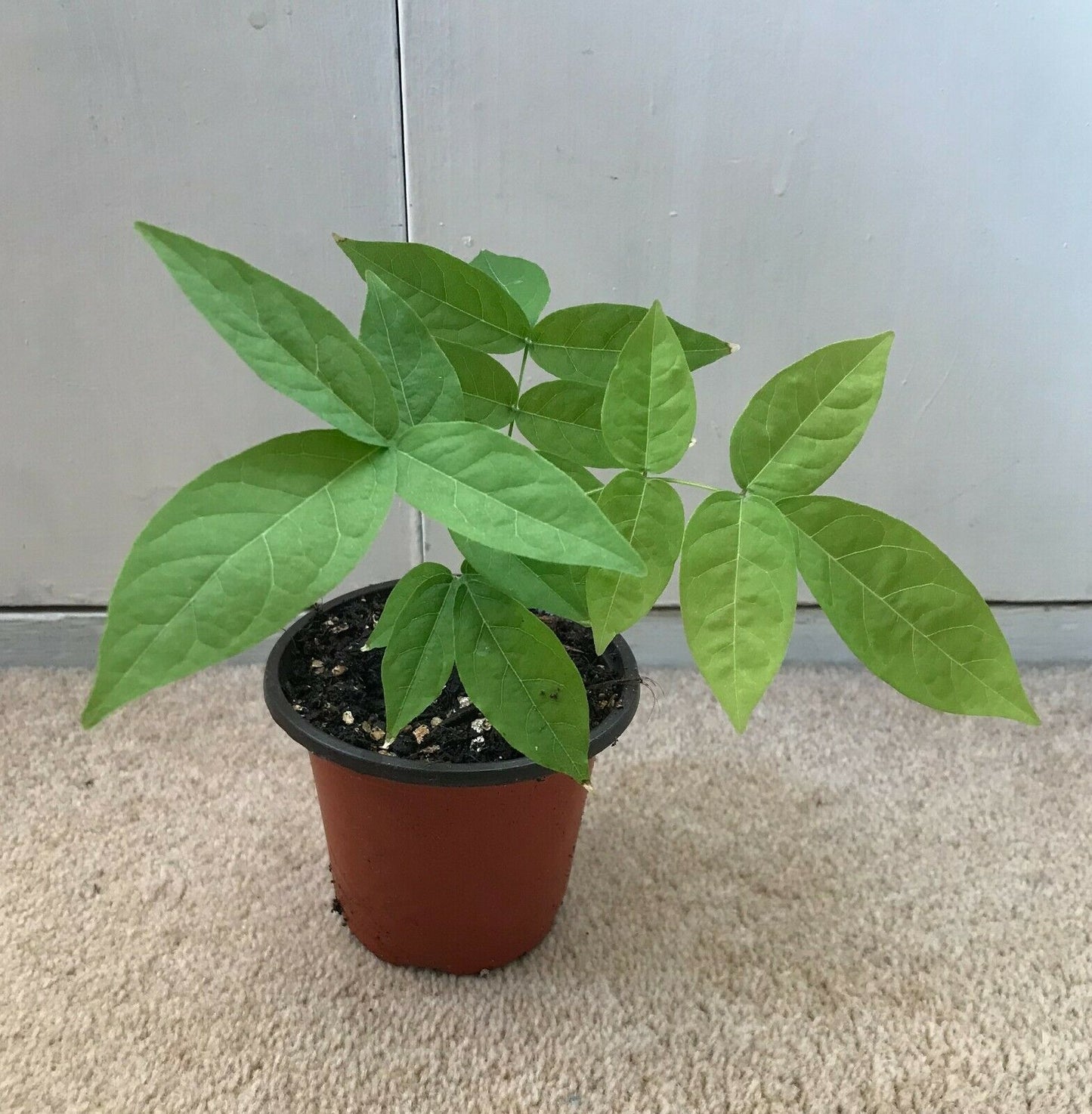 Chinese Wisteria  (Wisteria Sinensis) Plant in 9 cm pot | Rapid Dispatch