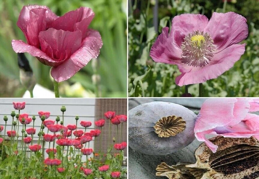 Giant Poppy, Giganteum Poppies, Papaver Somniferum 'giganteum Giant Poppy, Giganteum Poppies, Papaver Somniferum 'giganteum