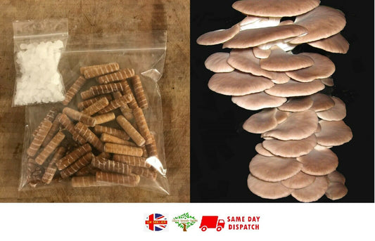 Summer Oyster Mushroom spawn | 30 dowels | Fresh | FREE WAX