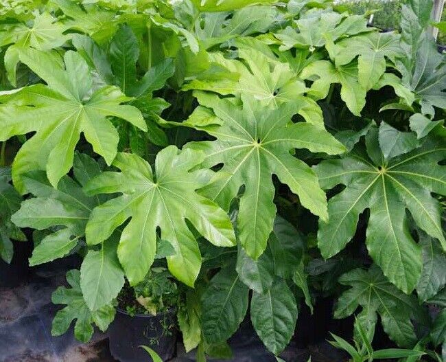Fatsia Japonica | 25+ seeds | Garden or House Plant | Birds | Same Day Dispatch