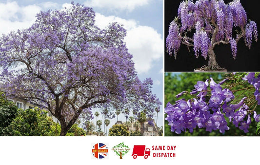 Jacaranda Mimosifolia | 30+ seeds | Bonsai