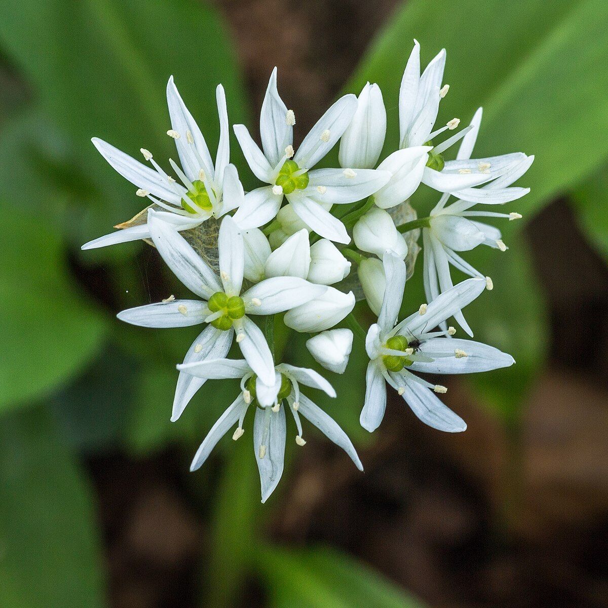 Wild Garlic (Allium Ursinum) | 200 seeds | Ramsoms | Shade | Same Day Dispatch