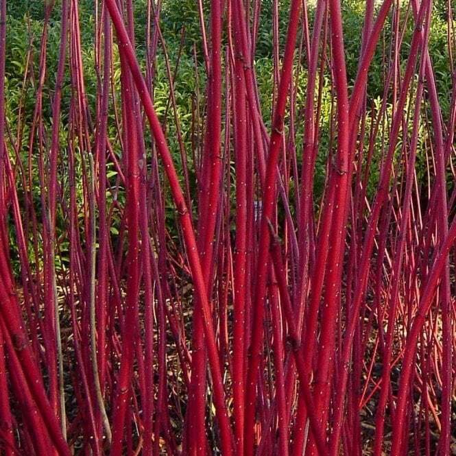 Red Dogwood [Cornus Alba] | 30+ seeds | Fully UK Hardy | Same Day Dispatch