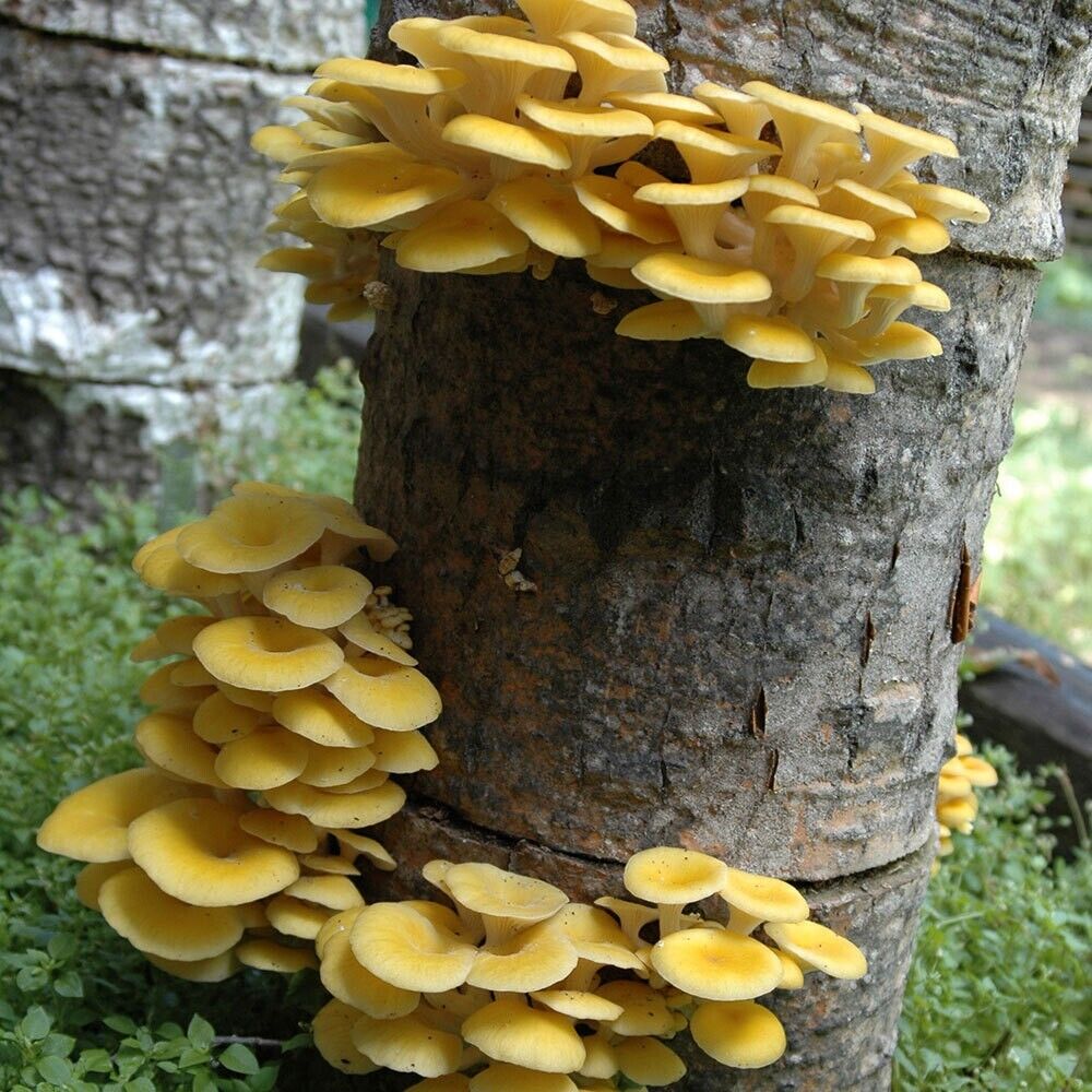 Golden Oyster Mushroom spawn dowels x30 | Yellow | FREE WAX | Same Day Dispatch