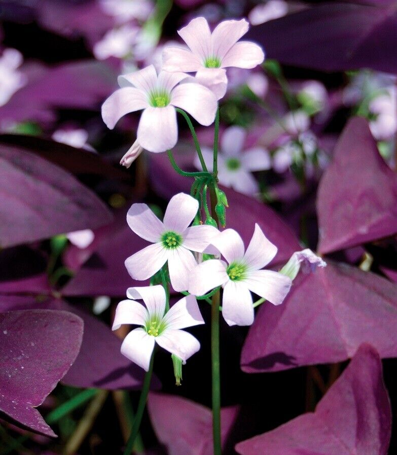 Purple Butterfly Plant (Oxalis Triangularis) Easy Houseplant