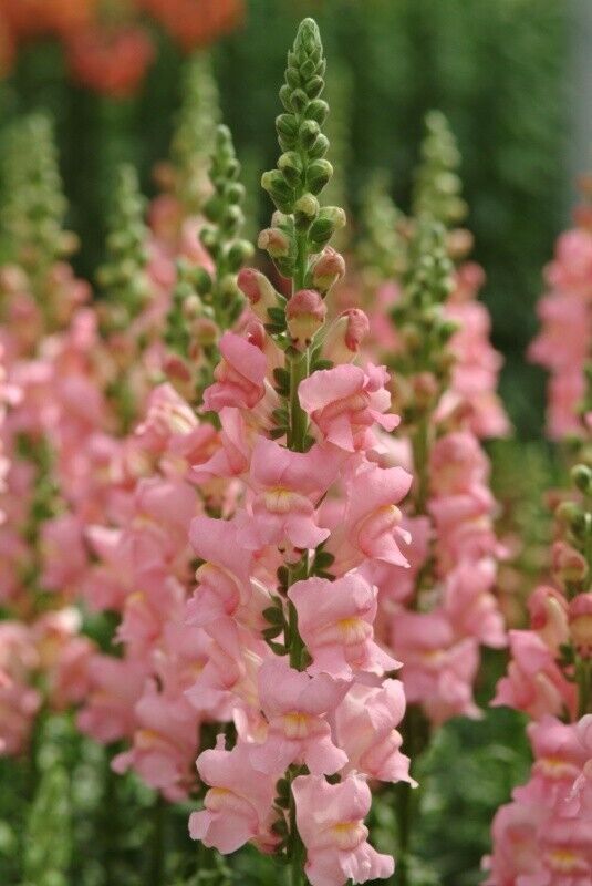 Antirrhinum Potomac Pink F1 | 20+ fresh seeds | Snapdragon