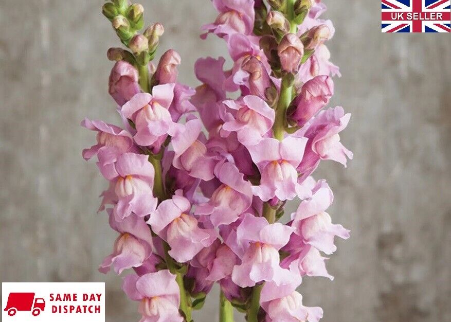 Antirrhinum Potomac Lavender | 20+ seeds | F1 Hydrid | Snapdragon