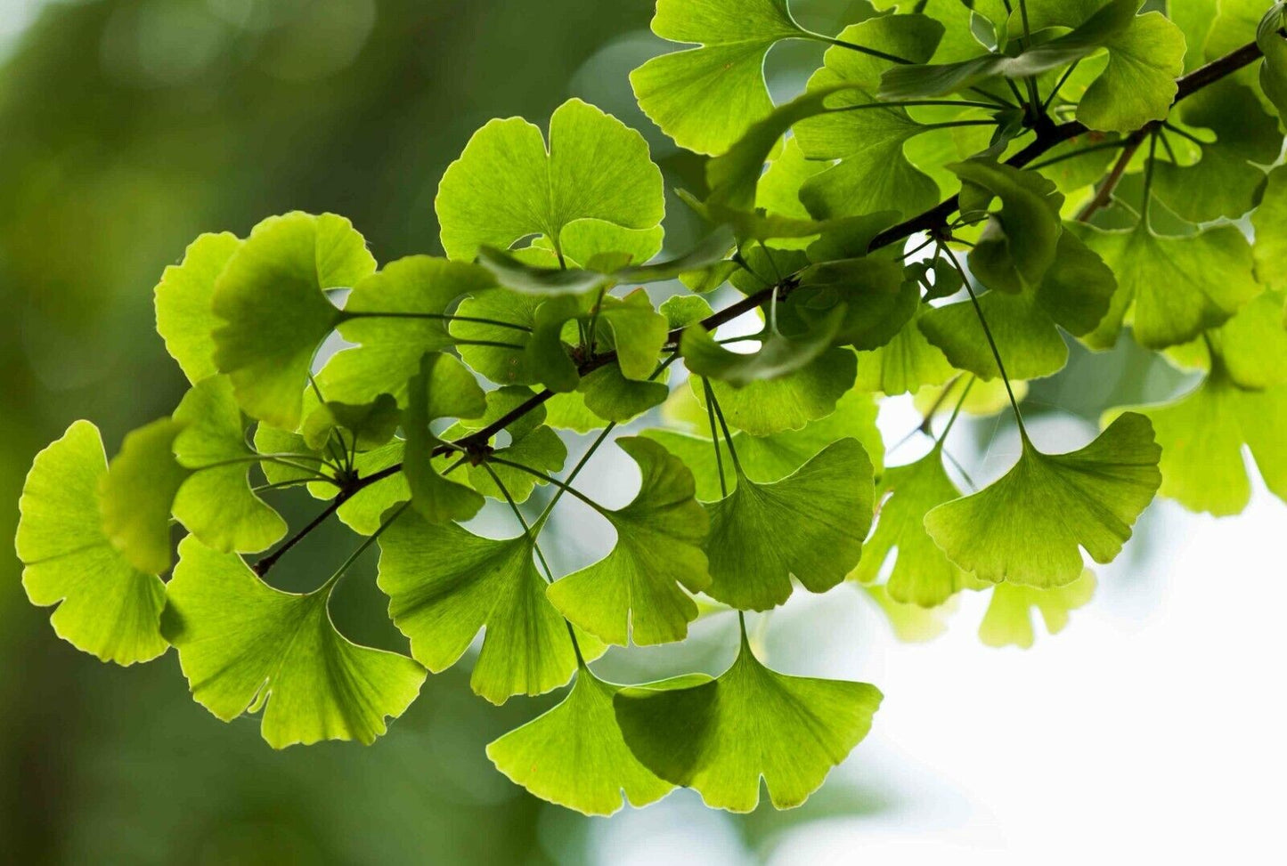 Maidenhair Tree | Ginkgo Biloba | 5 seeds | Hardy & Easy