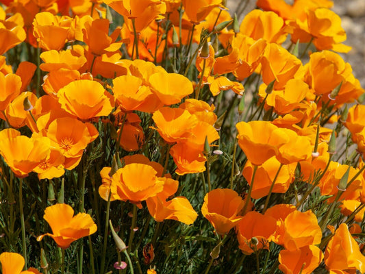 California Poppy [Eschscholzia Californica] | 200+ seeds