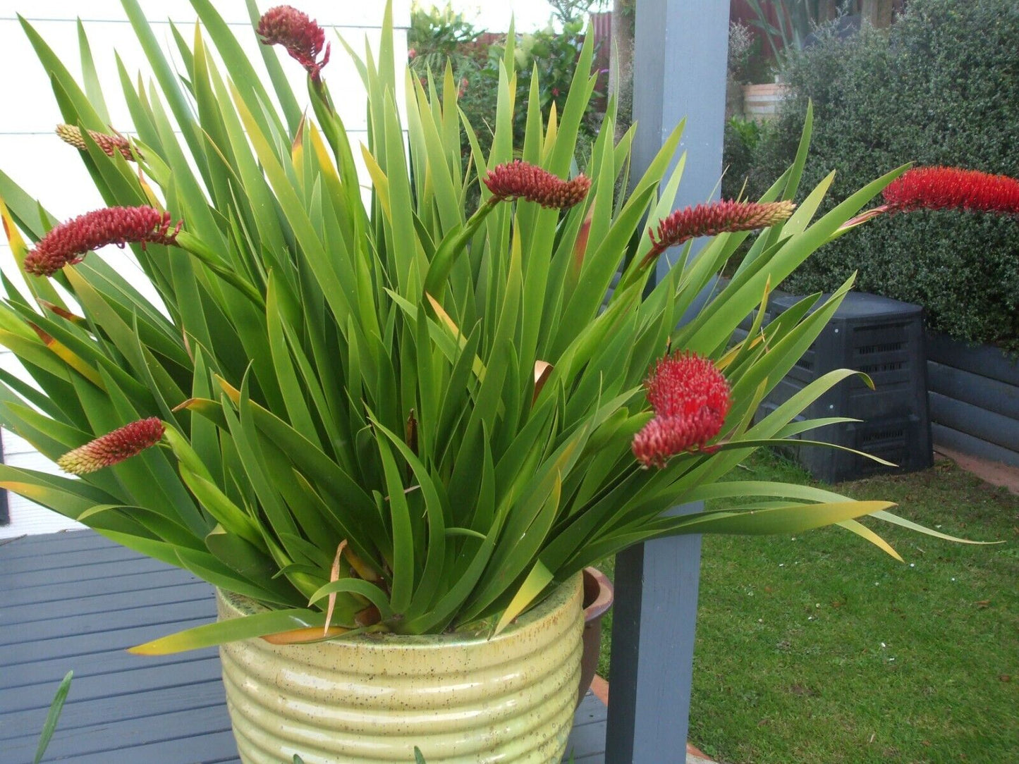 Poor Knights Lily  (Xeronema Callistemon) | 50+ seeds | Rare New Zealand plant