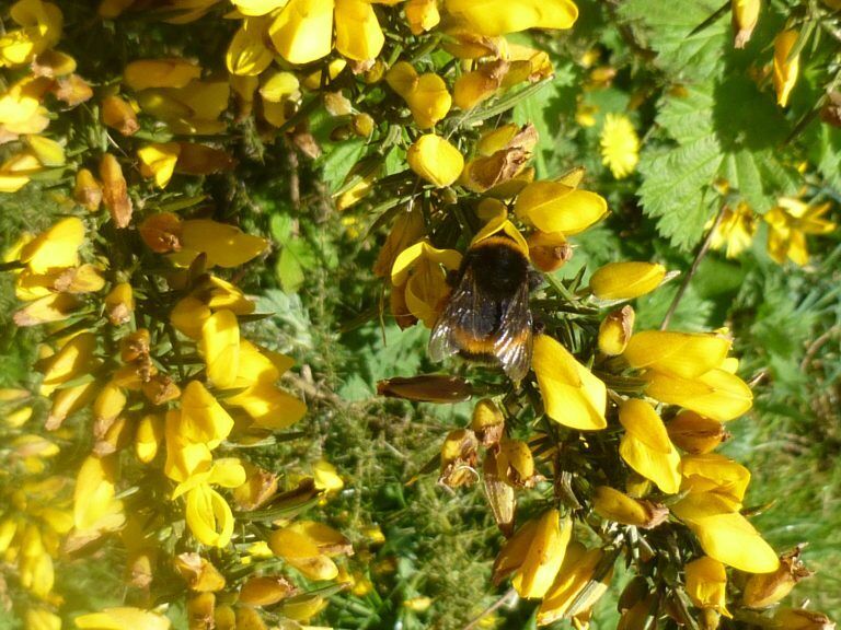 Gorse (Ulex Europaeus) | 50+ seeds | Winter Flowering | Furze